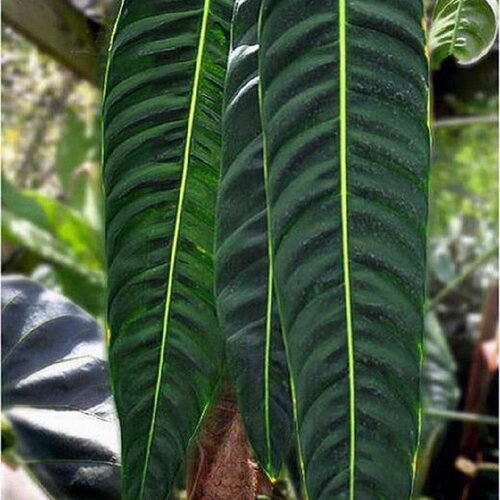 ������ ������ ����������� ���������, Philodendron �nnulatum, ���������, ������ ����