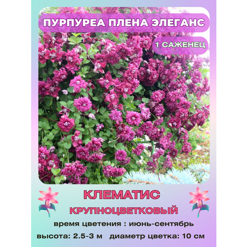 ������ ������ �������� �������� ����� ������� ����