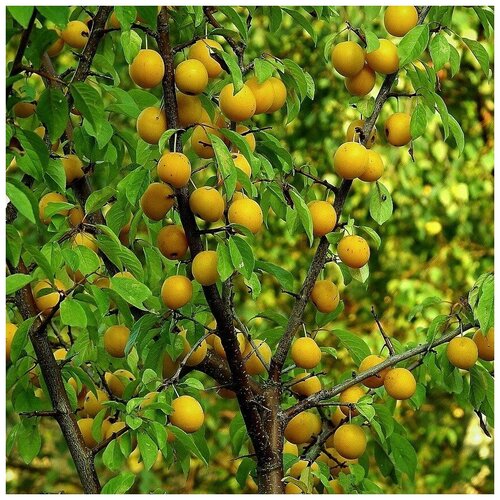 ������ ������ ������ ������ ����� ����� ������� ��������� 5 ��. ����