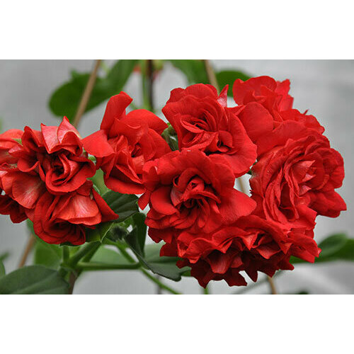 ������ ������ ������ ���������� ������������ ��� ����� 3 �� (1 �������� (O)) ����