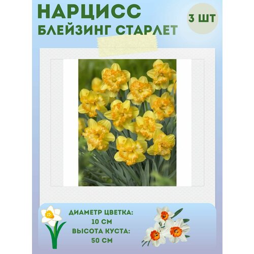 ������ ������ ������� �������� �������, ����������� �����, �������� 3 �� ����