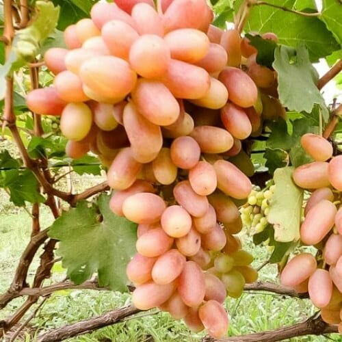 ������ ������ �������� �������� (2 ��) ����