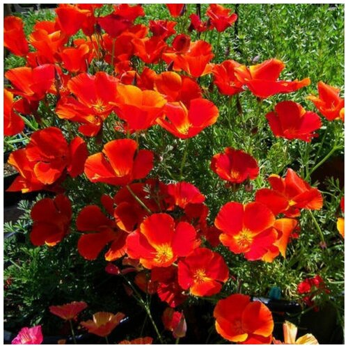 ������ ������ ������ ������ ��������� ����� ��������-������� 100 ��. ����