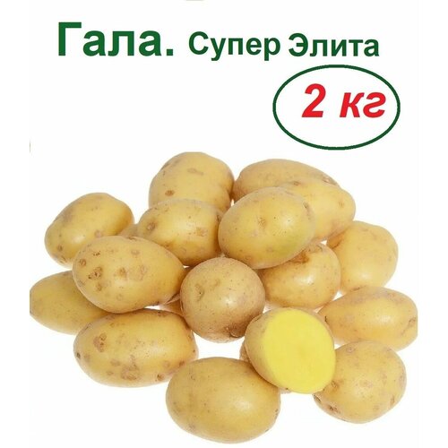 ������ ������ ��������� ����, 2 ��, ��������, ���� �������� � ��������������� �������� ��������, ���������� ���������� ��������������� �������, ������� ���������� ����