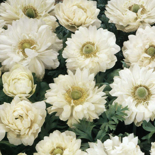 ������ ������ ������� MOUNT EVEREST (10 �������) ����