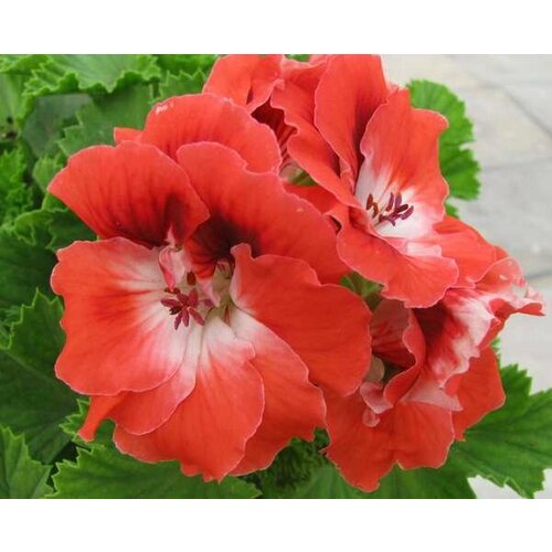 ������ ������ ������ ���������� ����������� �������� 4 �� (1 �������� (O)) ����