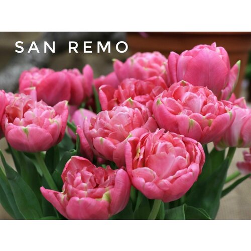 ������ ������ �������� ����������� , �������� ���� SAN REMO (5 ����) ����