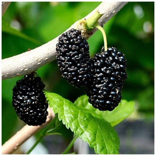 ������ ������ ������ ������ ��������� alba ������ 20 ��. ����