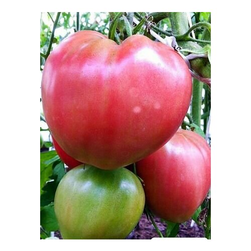 ������ ������ ����� ����� ������ ������� (3 ��������), ������ ����