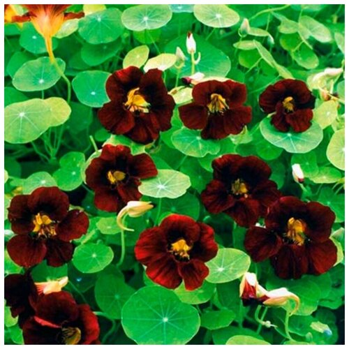 ������ ������ ������ ������ ��������� ������ ������ 10 ��. ����