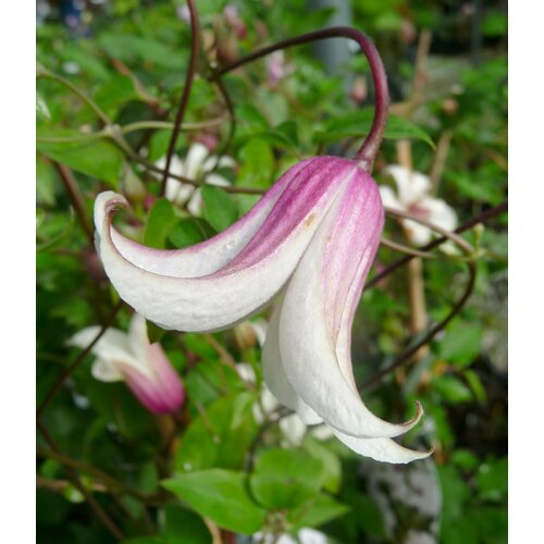 ������ ������ ������ �������� ������������ (������) ���� 0,05 � 1 �������� ����