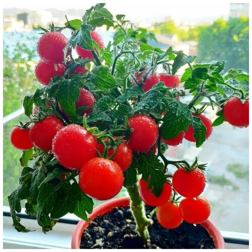 ������ ������ ������ ������ ����� ��������� ���� 10 ��. ����