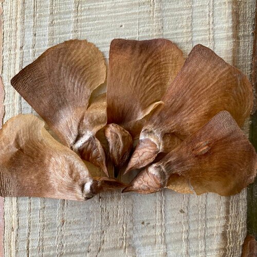 ������ ������ ������ ���� ��������� (10 ��.) ����