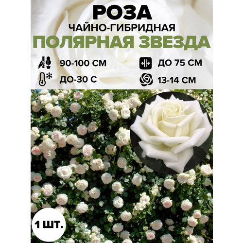 ������ ������ ���� �������� ������ �����-��������� 1 ��. ����