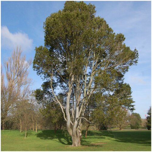 ������ ������ ������ ������ ����� ����� 20 ��. ����