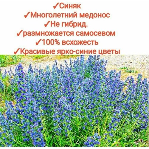 ������ ������ ����� ������ 200 ��, ������� ��� ����/������, premium ����