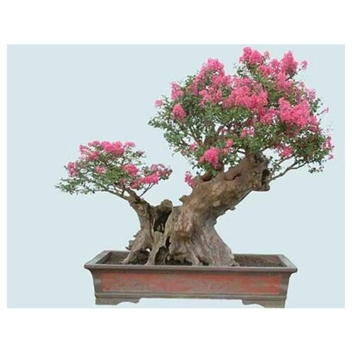 ������ ������ ������������ ���������, ������ ������ ����