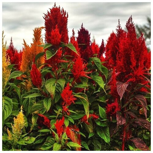 ������ ������ ������ ������ ������� ������� �������� 100 ��. ����