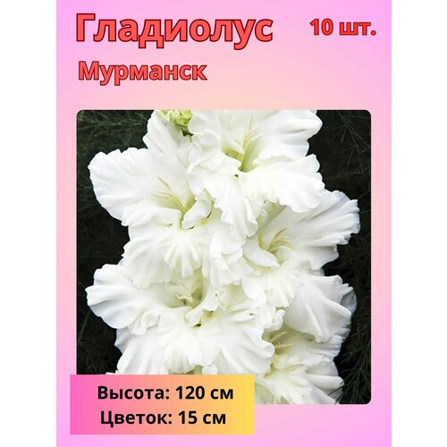 ������ ������ ��������� ��������������� ��������, �������� ���������� ����