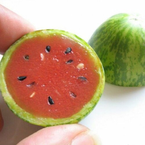 ������ ������ ����-����� ���������, ������ ����