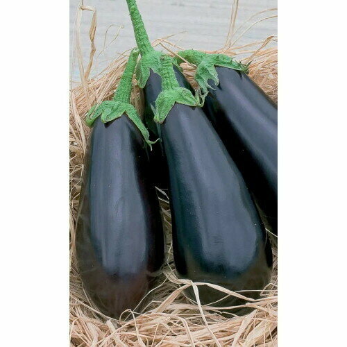 ������ ������ ������ �������� ������� (����) 0,25�� �/� ����