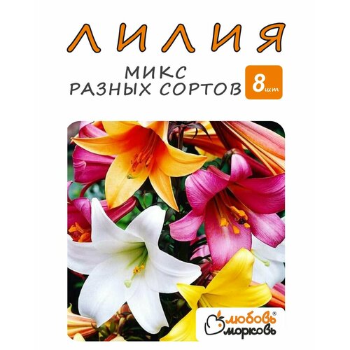 ������ ������ ����� ��������, ���� ������, 8 �� (1) ����