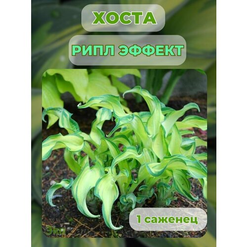 ������ ������ ����� �������, ����� ��������� 1 ����� ����