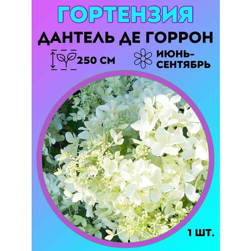 ������ ������ ��������� �����������, ������� 1 ����� ����