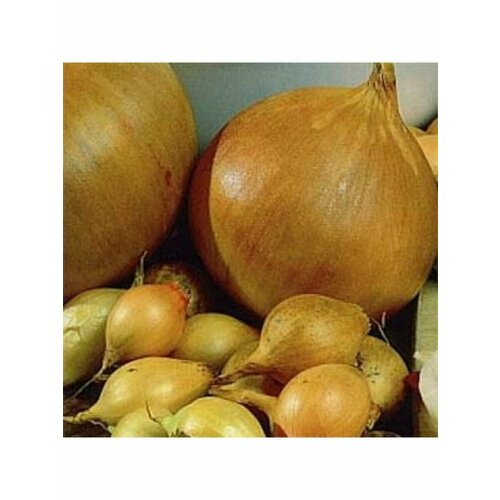 ������ ������ ��� ����� ���� 0,5 �� ����