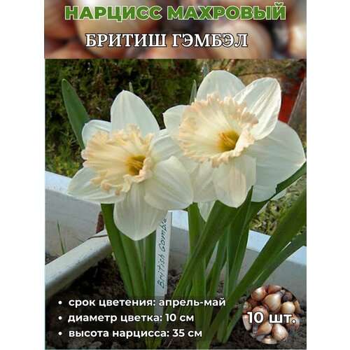 ������ ������ ������� ��������, �������� 10 ���� ����