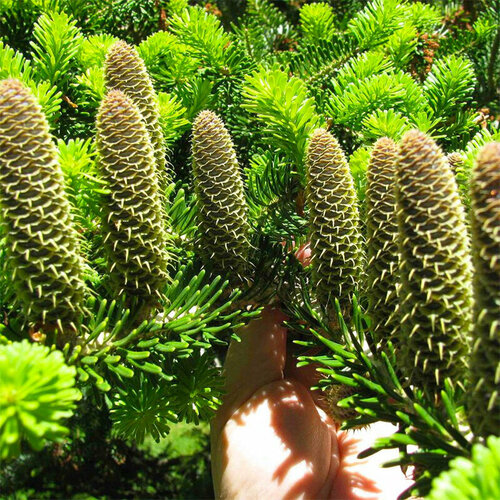 ������ ������ ����� �������������� �����������, ������, 20 �� ����