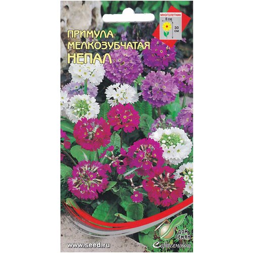 ������ ������ ������� ����. ������������� �����, 500 ����� ����