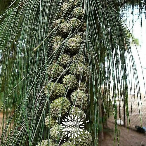 ������ ������ ������ ��������� ����������� (���. Casuarina equisetifolia) 10�� �� Green Legacy ����