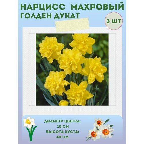 ������ ������ ������� ������ �����, ����������� �����, �������� 3 �� ����