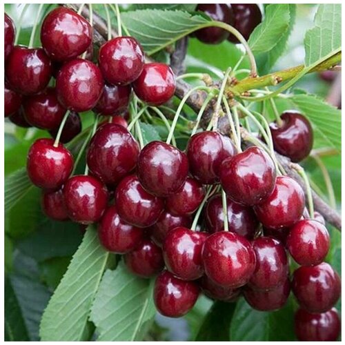 ������ ������ ������ ������ ������� �������� ������ 10 ��. ����