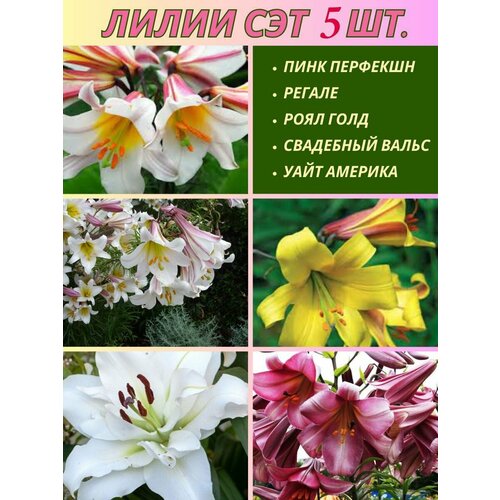 ������ ������ ����� ���������, ��������, ��� �� 5 ���� ����