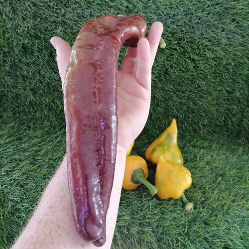 ������ ������ ������ ������ ����� ������� ������ ���������� 5 ��. ����