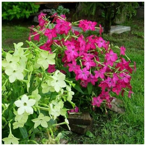 ������ ������ ������ ������ ����� �������� ��������� 250 ��. ����