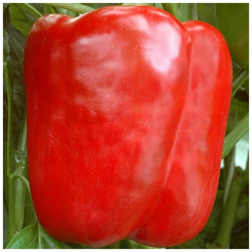 ������ ������ ������ ������ ����� ������� ������ 10 ��. ����