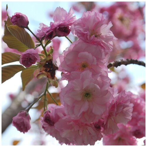 ������ ������ ������ ������ ������, ����� �������������� 10 ��. ����