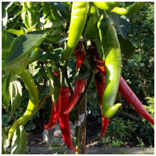 ������ ������ ������ ������ ����� ������ ����� ������� 10 ��. ����