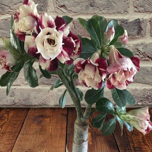 ������ ������ ������� Nhu lan, ��� ���, ������ ����