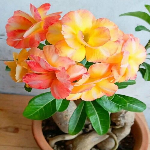 ������ ������ ������� ������ ��������, ������ ����