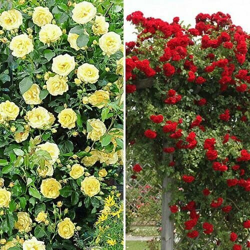 ������ ������ �������� ��������� ��� ��� �� 2 ������ (������� 1 ��./������ ������ 1 ��.) ����