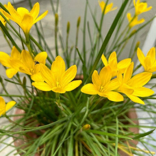 ������ ������ ���������� ������� ������ , ������ ����