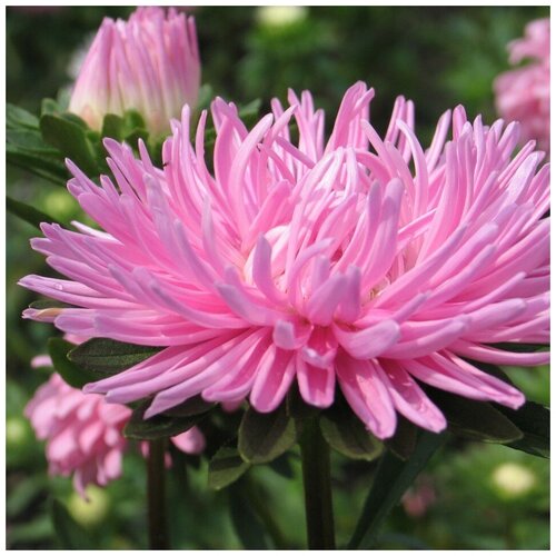 ������ ������ ������ ������ ����� ���� 50 ��. ����