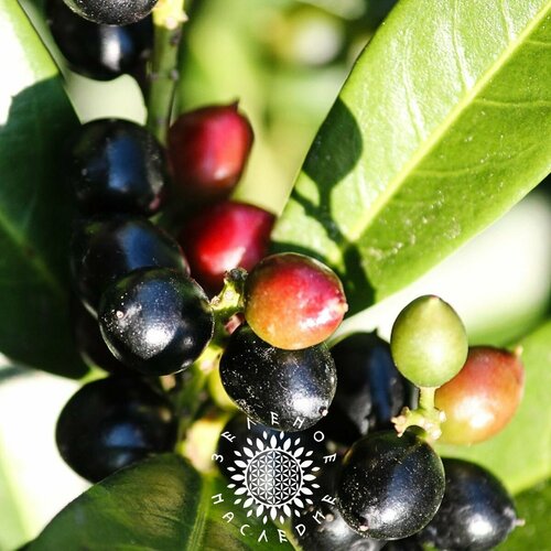 ������ ������ ������ ���������� ������������� (���. Prunus laurocerasus) 15�� ����