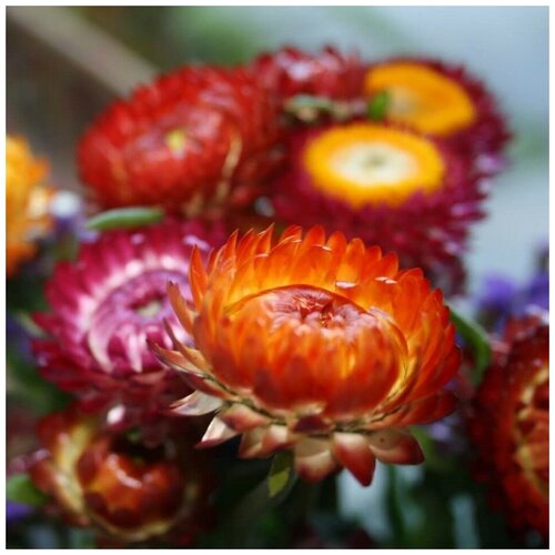 ������ ������ ������ ������ ����������� ��������� ��������� 100 ��. ����