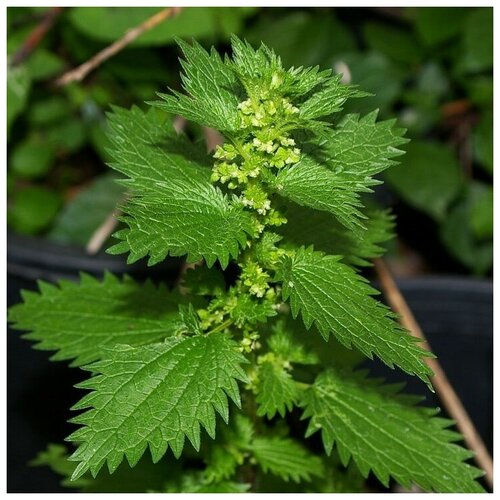 ������ ������ ������ ������ ������� ��������� 1000 ��. ����