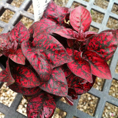 ������ ������ ��������� ����� ������ �������, ��������� ����������� � ����� ��������� �������� ��� ��������� ������ ����������� � ��������� ��� ����, 10 �� ����� ����